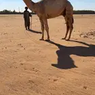 قعود حكومي اشقح فردي عليه وسم ال سعود