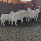 طليان حرية