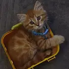 قط للبيع ذكر