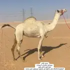 سودانيه متلي فحل كفو هملول ابن بطي