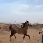 مهر شعبي كفو