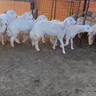 طليان حريه تم البيع