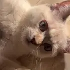قطة