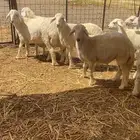 طليان حريه تم البيع