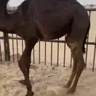 قعود كفو مغلق فل الفل للبيع التواصل اتصال
