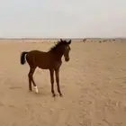 خيل