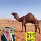 بكره صفرا