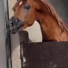 فحل مربط حصان واهو