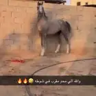 حصان عربي سبوق  .