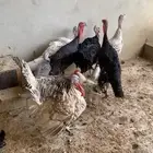 دجاج رومي