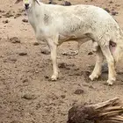 خروف ثني