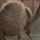 قعود لباني للبيع اثمان