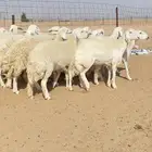 رخال حريات حرش جذعه و ثنيه 23 دفيع شرط