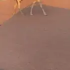 للبيع عشرا كفو تحته بكره