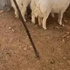 طليان حريه تم البيع