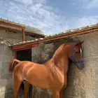ايواء خيل
