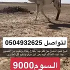 للبيع قعود اوضح كفوو