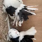 ازواج رقاص امريكي