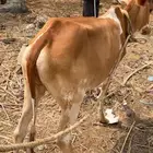 بقره لبيع