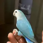 للبيع روز