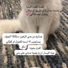 قط مفقود