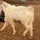 فحل تيس شرط القريع