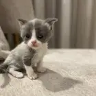 قطط