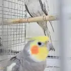 كروان منتج للبيع