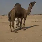 بعير ساحليه هايج