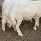 طليان ذبايح حري جبر