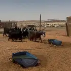 معزاء 12 صغار سن وطيبه عوارض