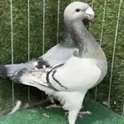 للبيع جوز بيوتي هومر