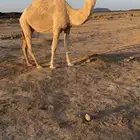 للبيع القحه شقحاء منتج ومنيحه بالحليب