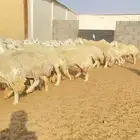 غنم حريات حرش 68 بفحول 2 يتبعها 40 بهم ( تم البيع )