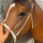 حصان ورق جزيري سبوق
