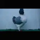 أنثى كنق top