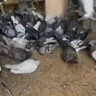حمام احجام طيبه