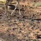 بكره حره للبيع
