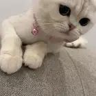 قطة