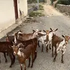 خبيش وشح دهم