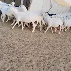 ضان صنف الصنف