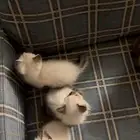 قطط كيتن للبيع