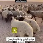 غنم مطافيل عيالها ذبايح