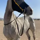 فرس للبيع سبوق ومحققه