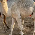 قعود عمره 9 شهور شراكه
