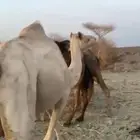 ناقه القحه للبيع