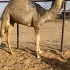 قعود مغلق مبداء ولا زواج كفو فل للبيع التواصل اتصال
