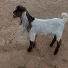 تبس داغور
