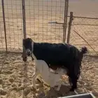 عنز شبب معها تيوس 2 هولنديه فحول ان شاء الله
