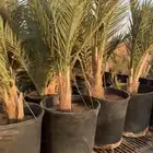 مجدول مجذر ونظيف بسعر خاص 140 ريال فقط